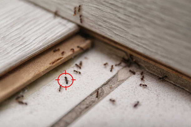 Best Pest Removal Services  in Heidelberg, TX