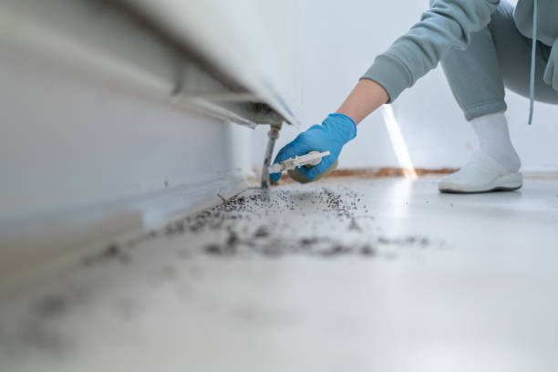 Best Pest Control for Homes  in Heidelberg, TX